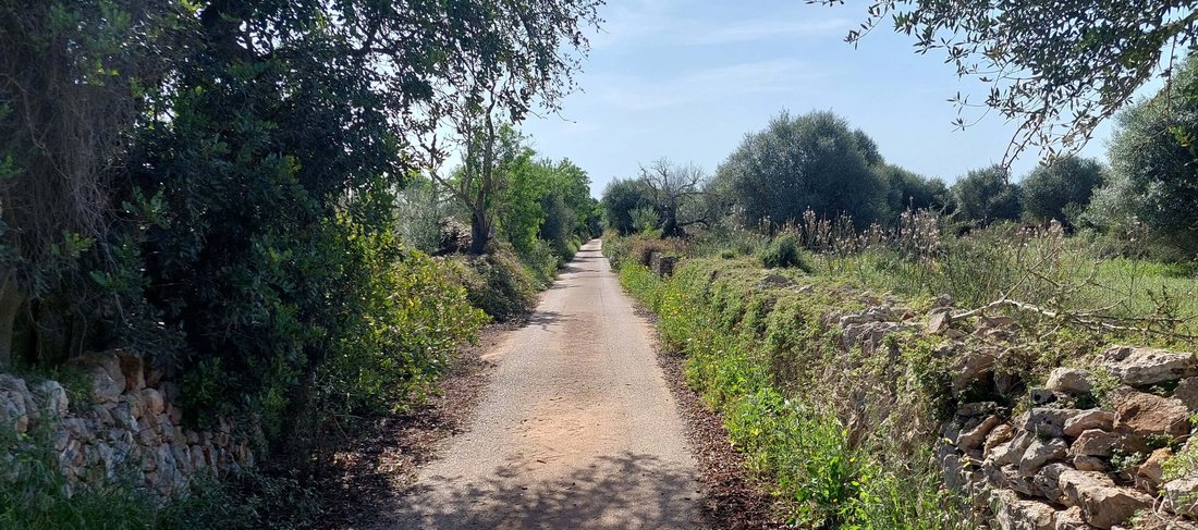 Citrus - Grundstück in Santanyi