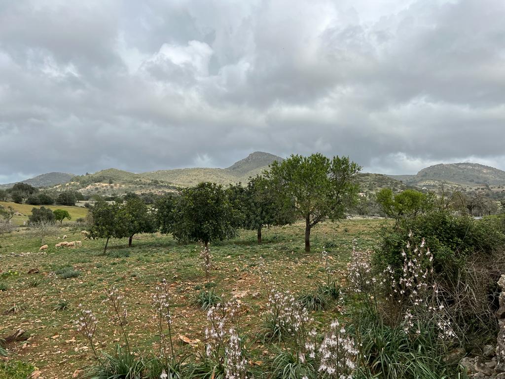 Grundstück bei Sant Llorenc de Cardassar